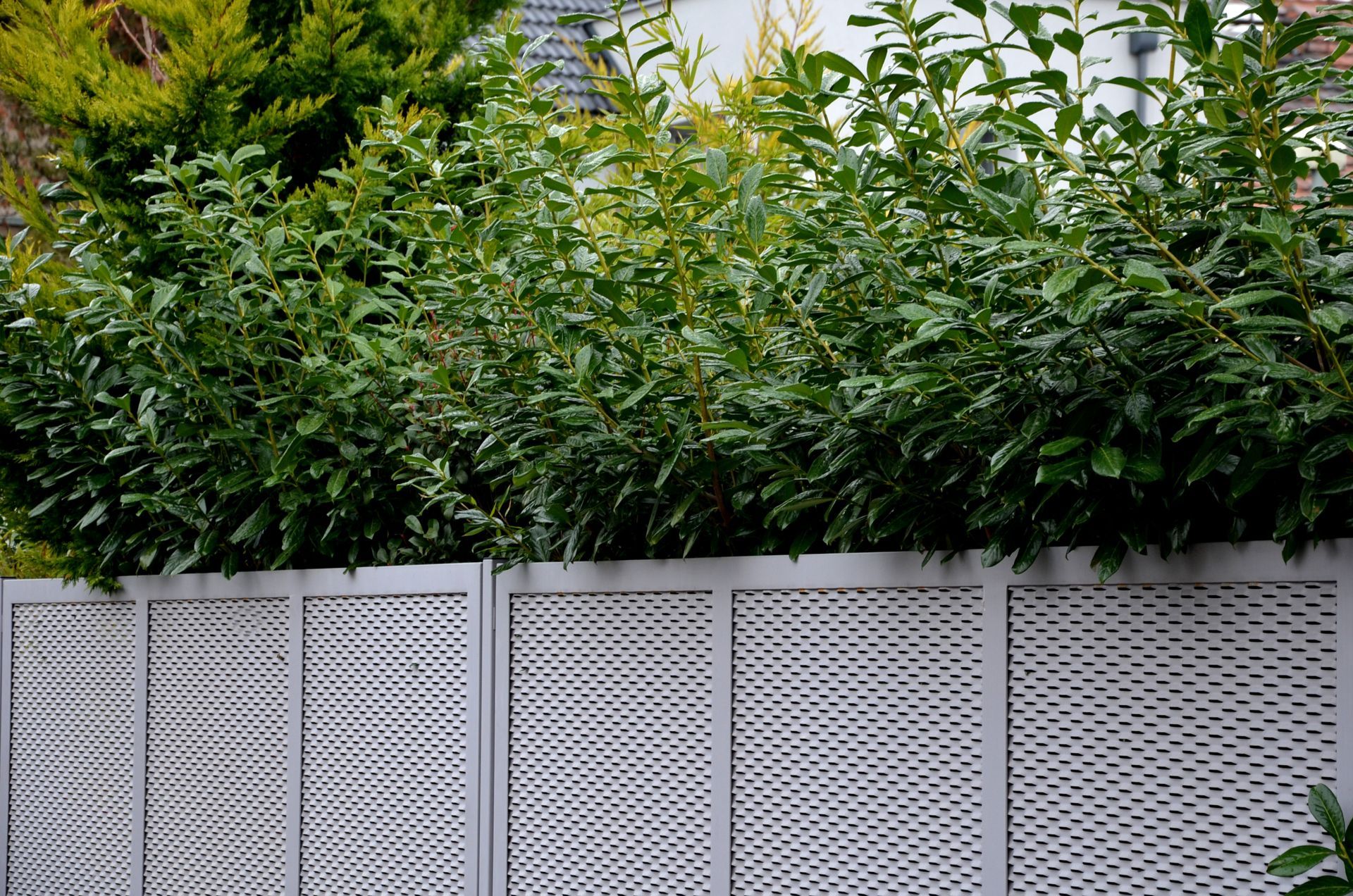 residential fencing Mount Juliet TN white vinyl fence. Residential fence company installing a wood privacy fence in a backyard