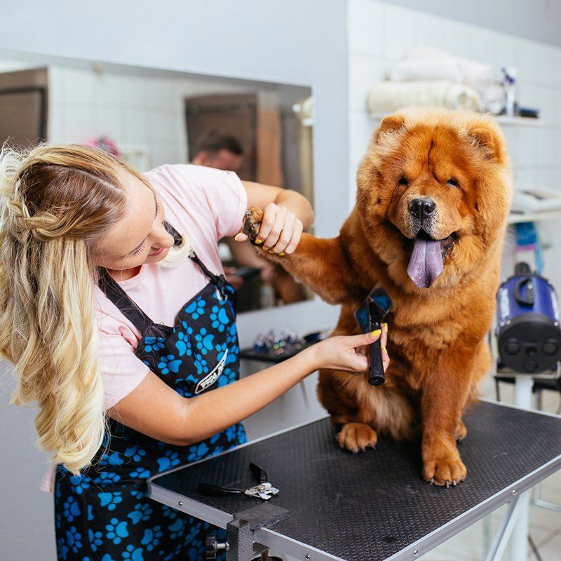 Chow Chow Dog at Grooming Salon — Williamsport, PA — Paw Prints Dog Grooming