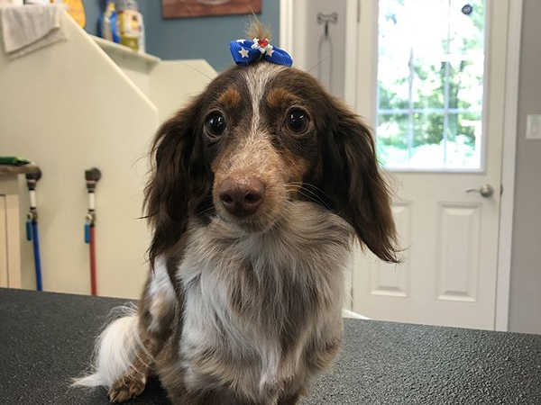 Cute Dog with Collar — Williamsport, PA — Paw Prints Dog Grooming Cute Dog with Collar — Williamsport, PA — Paw Prints Dog Grooming