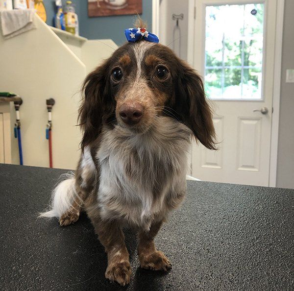 Dog with Blue Ribbon on Head — Williamsport, PA — Paw Prints Dog Grooming Dog with Blue Ribbon on Head — Williamsport, PA — Paw Prints Dog Grooming