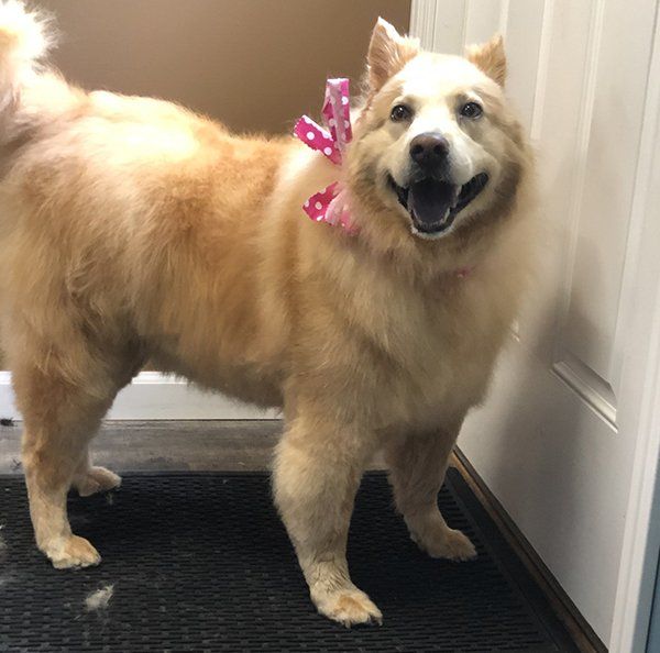 Golden Retriever with Ribbon — Williamsport, PA — Paw Prints Dog Grooming Golden Retriever with Ribbon — Williamsport, PA — Paw Prints Dog Grooming