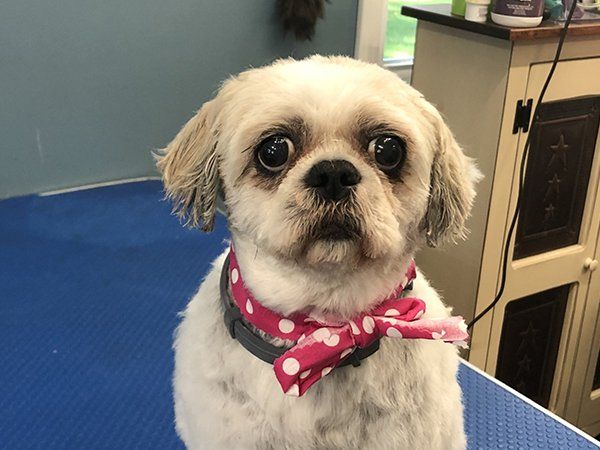 Cute Dog with Collar and Ribbon — Williamsport, PA — Paw Prints Dog Grooming Cute Dog with Collar and Ribbon — Williamsport, PA — Paw Prints Dog Grooming