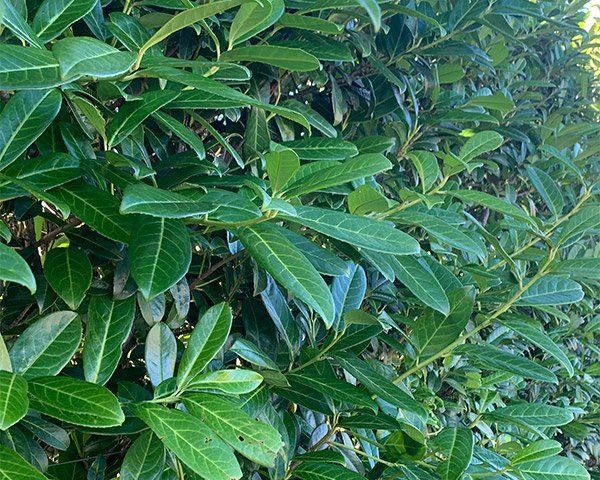 Prunus Laurocerasus - Cherry Laurel