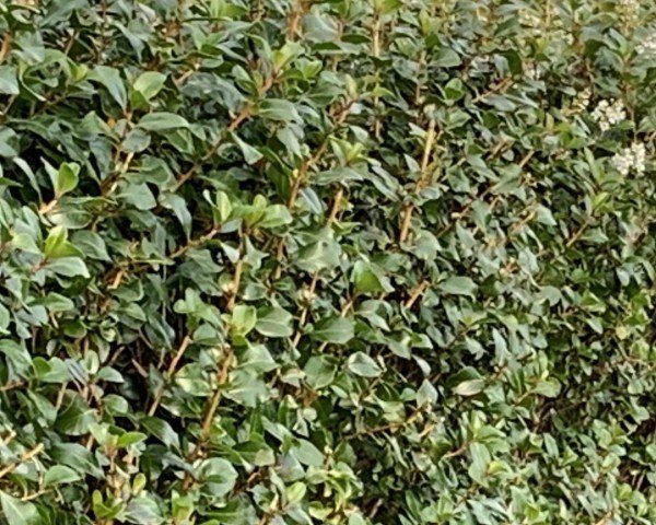 Escallonia Iveyi
