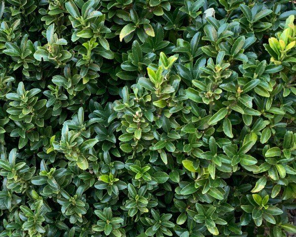 Euonymus Tom Thumb
