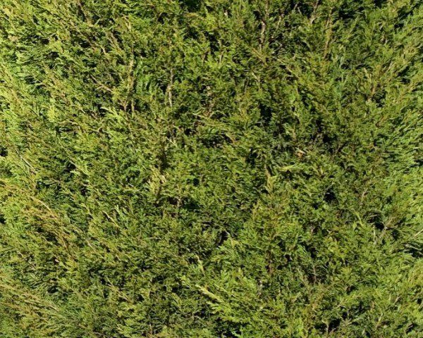 Juniperus Spartan