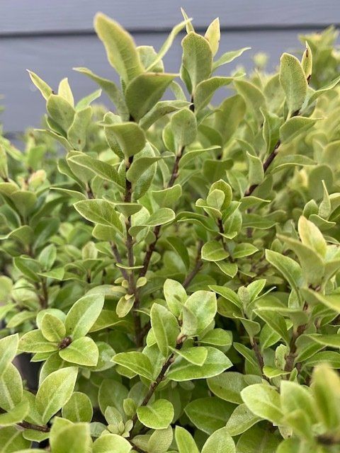 Pittosporum Golf Ball