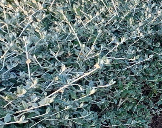 Teucrium Fruiticans