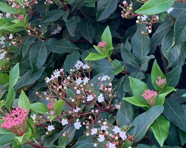 Viburnum Tinus