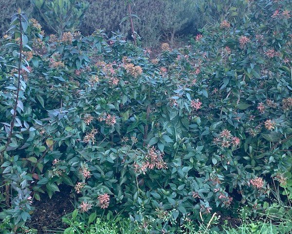 Abelia Grandiflora Nana
