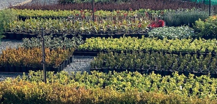 A view of our plant nursery showing a variety of plants on pots ready for distribution