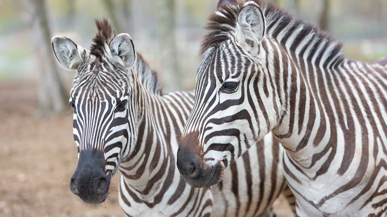 Two zebras standing close together in a dry, grassy enclosure