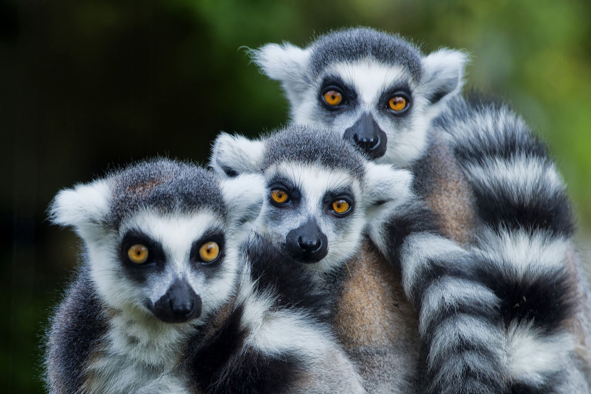 Three ring-tailed lemurs huddled together, staring at the camera.