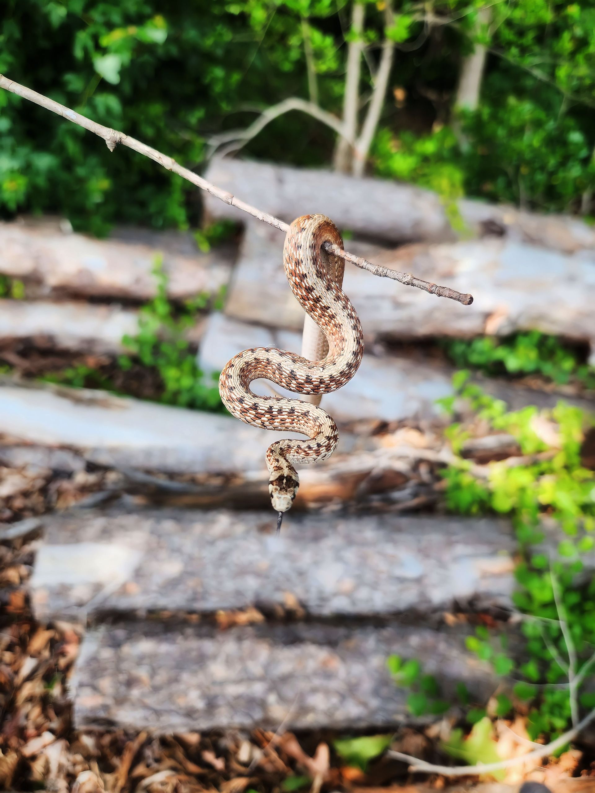 Ray's Pest Control and Wildlife Removal