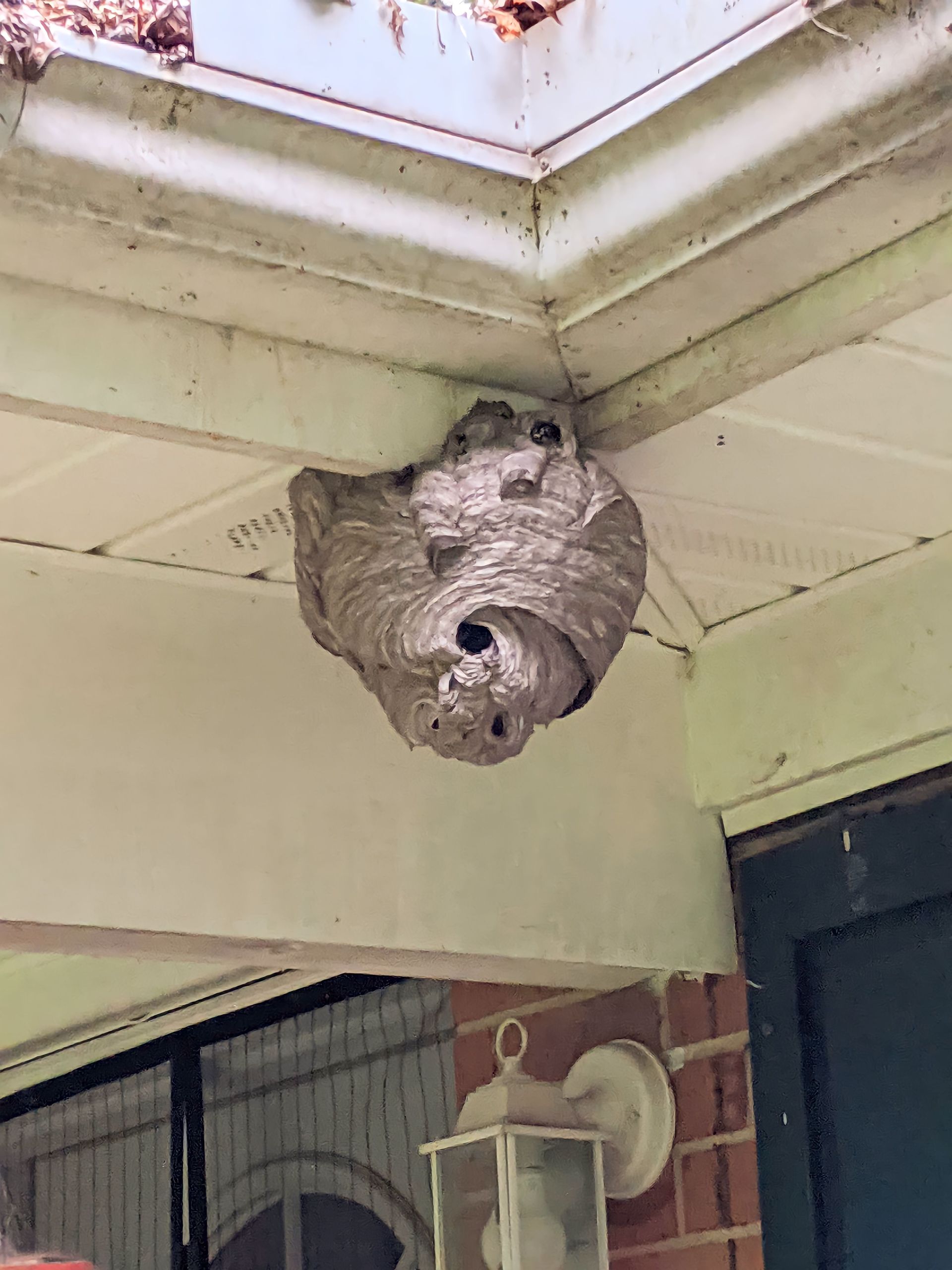 Ray's Pest Control and Wildlife Removal