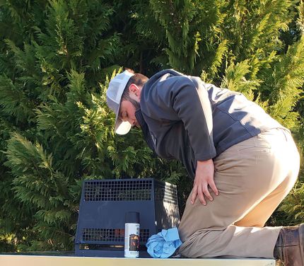 termite control