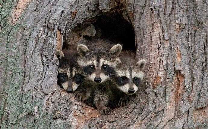 raccoons