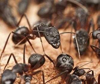 ants