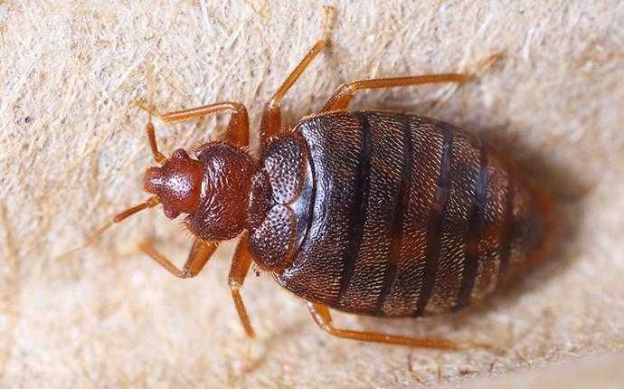 bed bugs