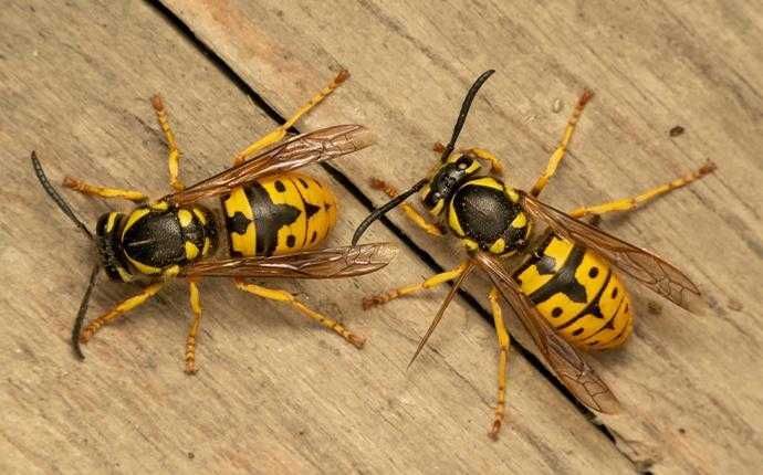insects
