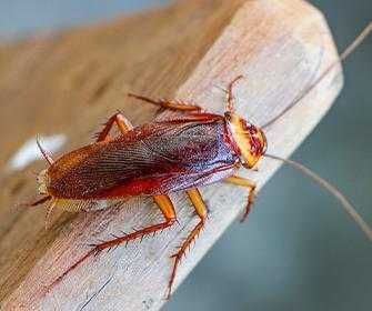 cockroaches