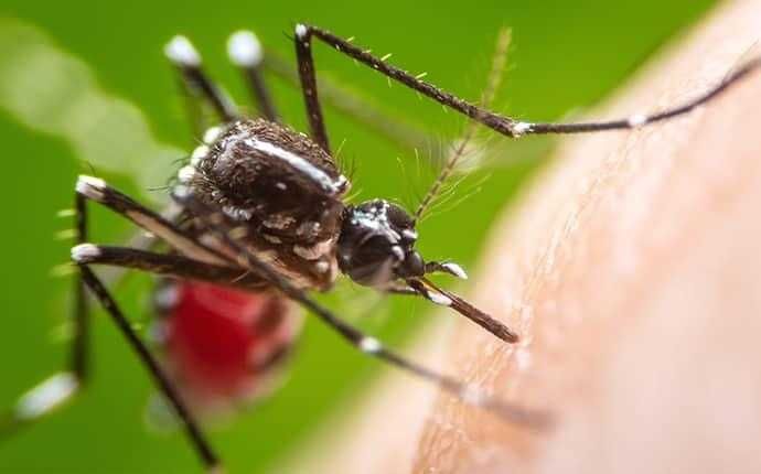 mosquitoes
