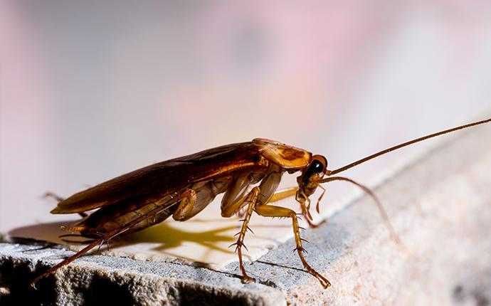 cockroach