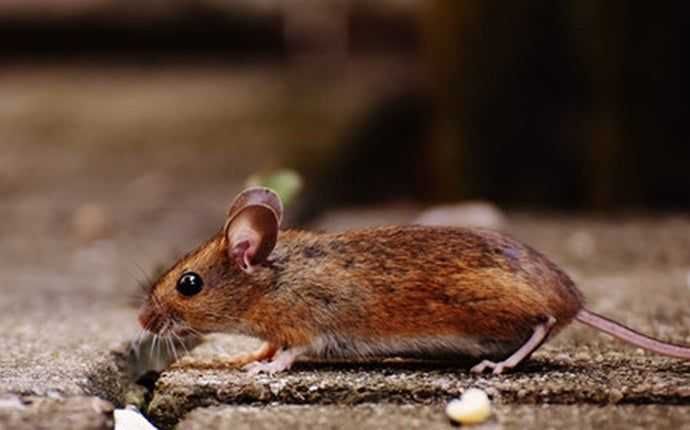 mouse