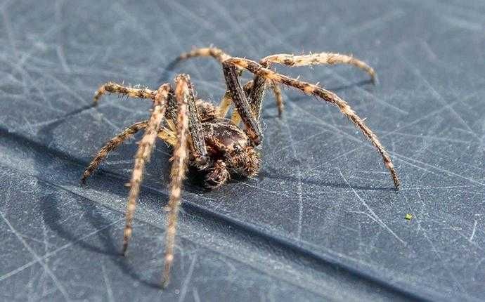 spider