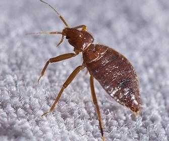 bed bug