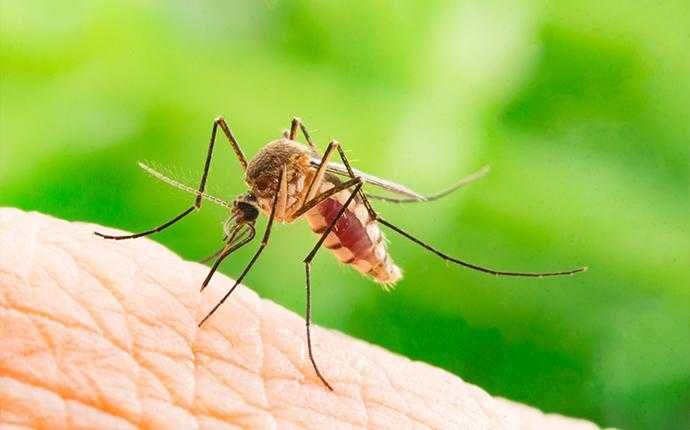 mosquito