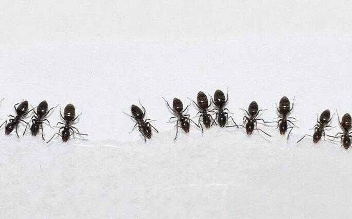 ants