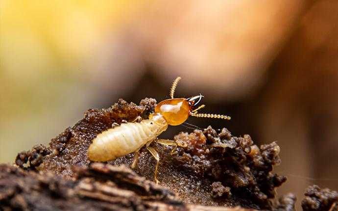 termite