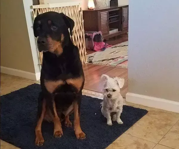 Rottweiler and small white dog sitting on a blue mat inside a home; Rottweiler looks away.
