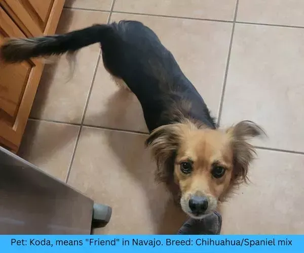 A small, black and tan dog named Koda, a Chihuahua/Spaniel mix, looking up.