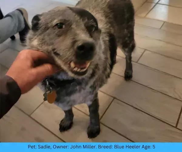 Blue Heeler dog, Sadie, being pet. Owner John Miller. Age 5.