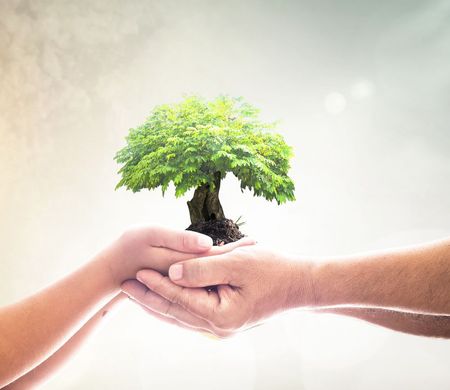 Hands Holding a Small Tree With Green Leaves, Set Against a Bright Sky — SSP Insurance In Rockhampton City, QLD Hands Holding a Small Tree With Green Leaves, Set Against a Bright Sky — SSP Insurance In Rockhampton City, QLD