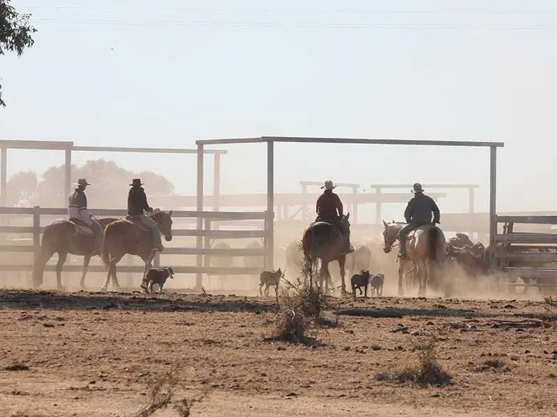 Cowboys on Horseback Herding Cattle Through a Dusty Pen — SSP Insurance In Rockhampton City, QLD