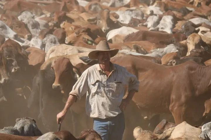 Man in Cowboy Hat With Cattle, Dusty Outdoor Setting — SSP Insurance In Rockhampton City, QLD