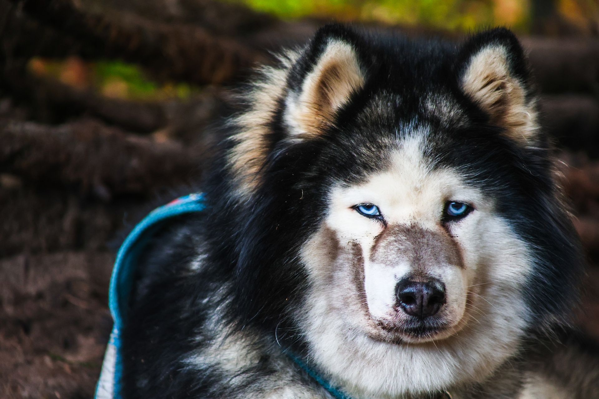 Een pluizige zwart-witte husky met blauwe ogen kijkt buiten naar de camera.