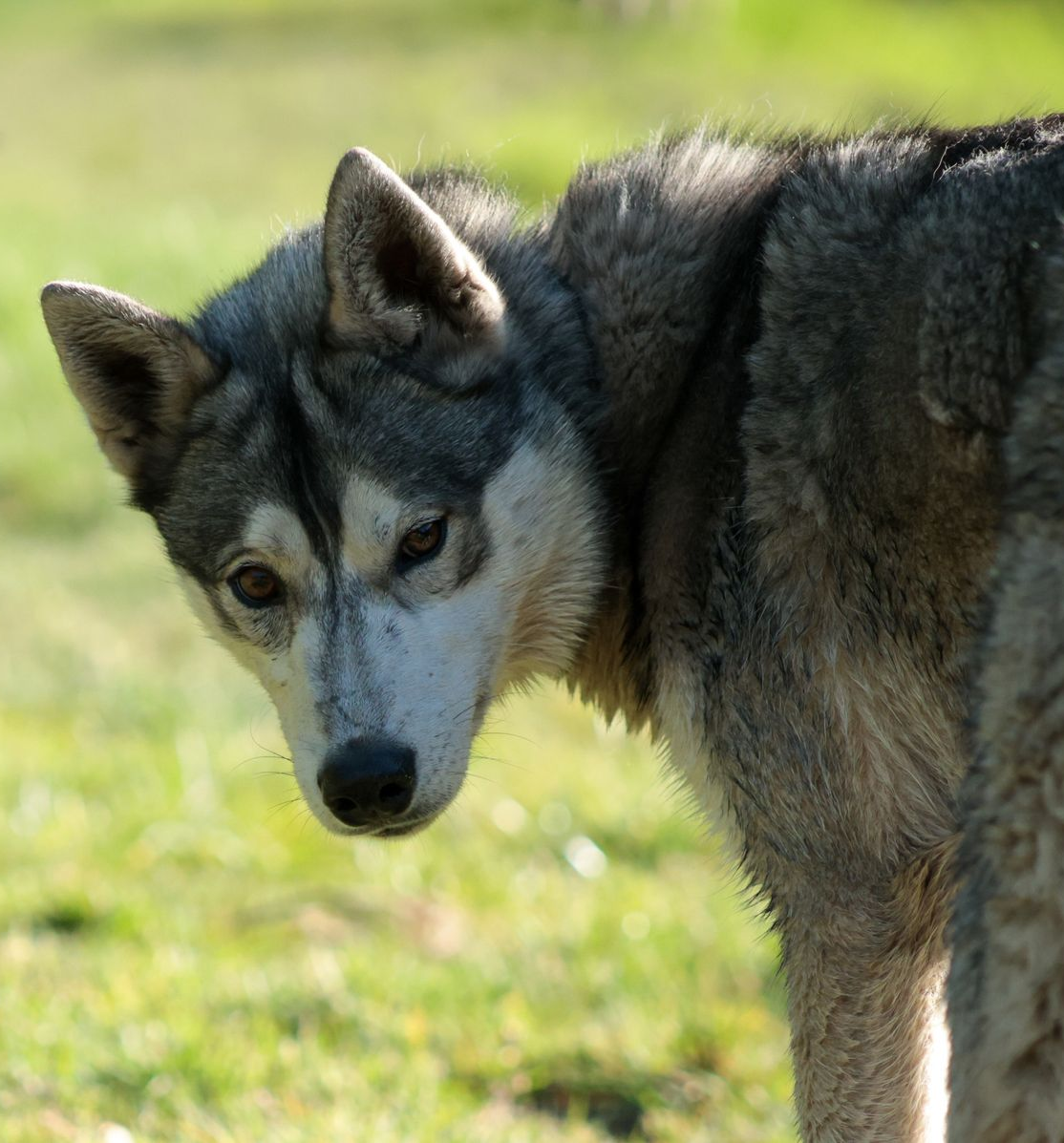 Een husky met grijze, witte en zwarte vacht hijgt met zijn tong uit zijn bek in een bos.