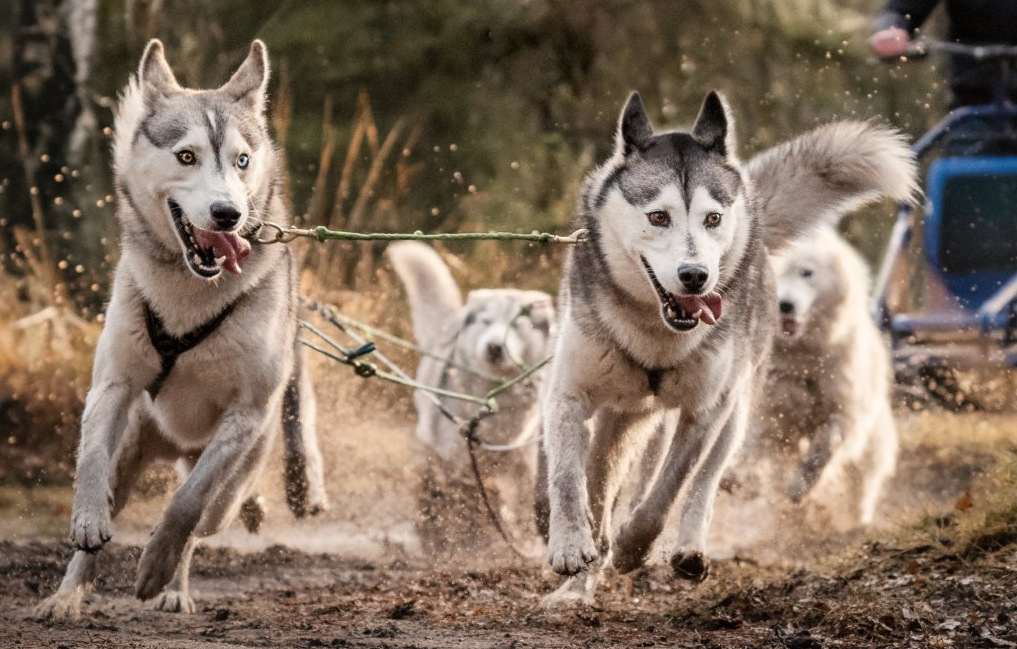 Vier husky's rennen door modderig water op een pad en spetteren richting de camera.
