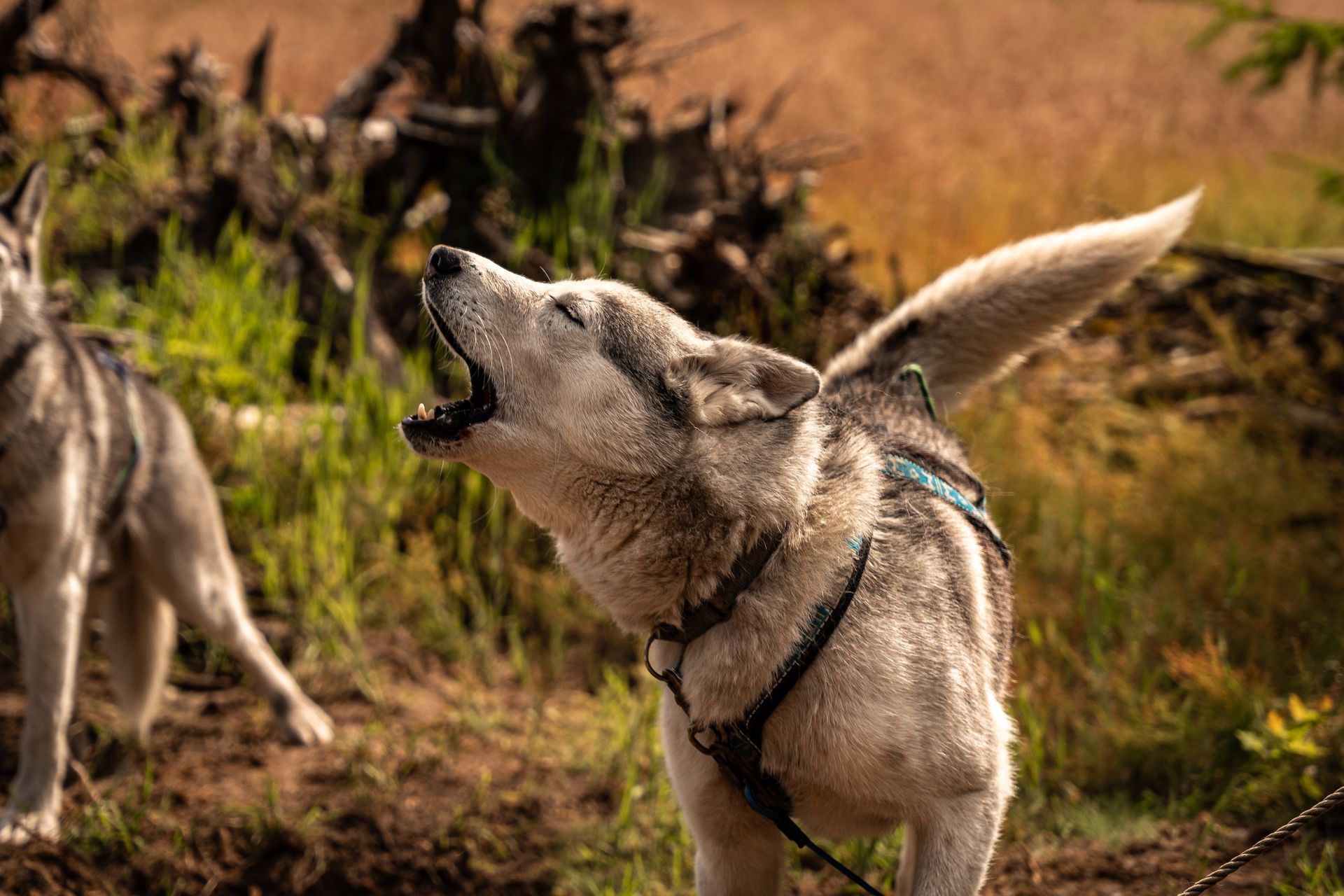 Een huilende husky aan de lijn in een grasveld, met een andere hond gedeeltelijk zichtbaar in de buurt.