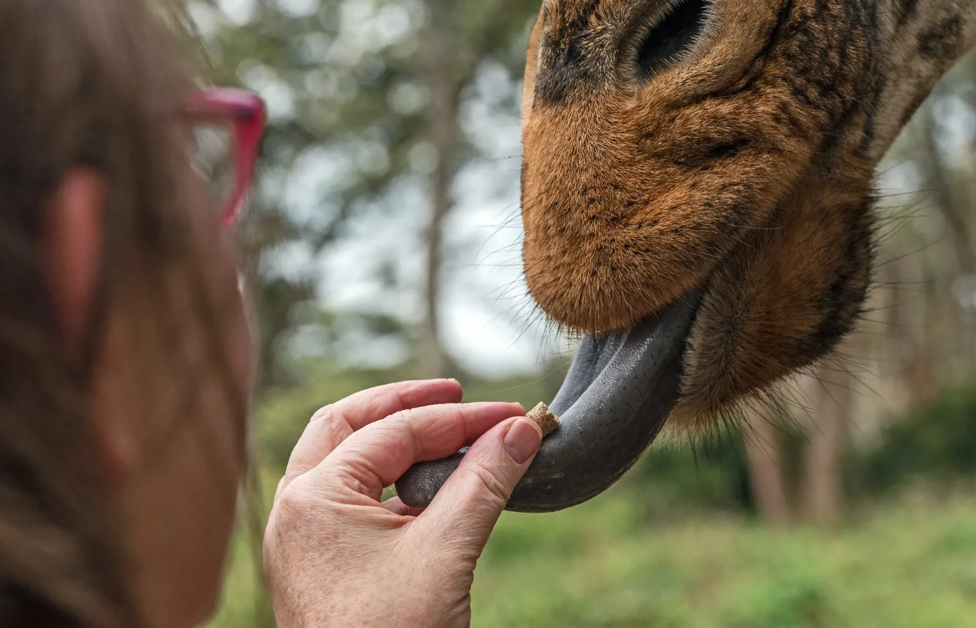A woman is feeding a giraffe with her hand.