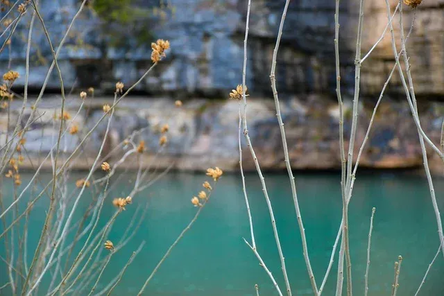A close up of a tree branch with a lake in the background.