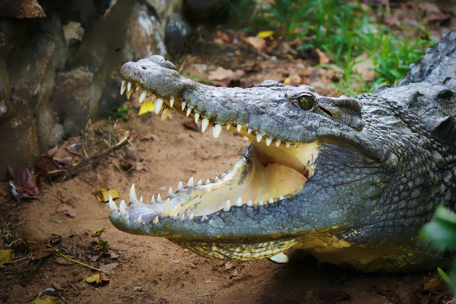 A close up of a crocodile with its mouth open.