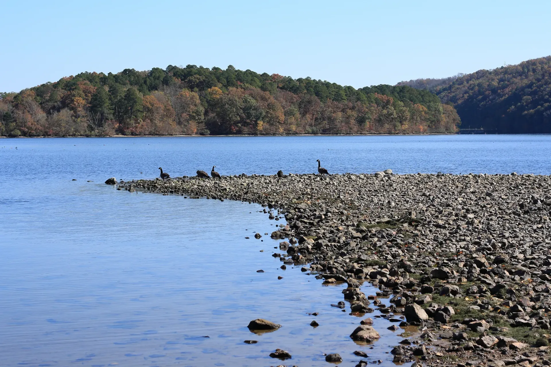 A group of ducks are standing on a rocky shore of a lake