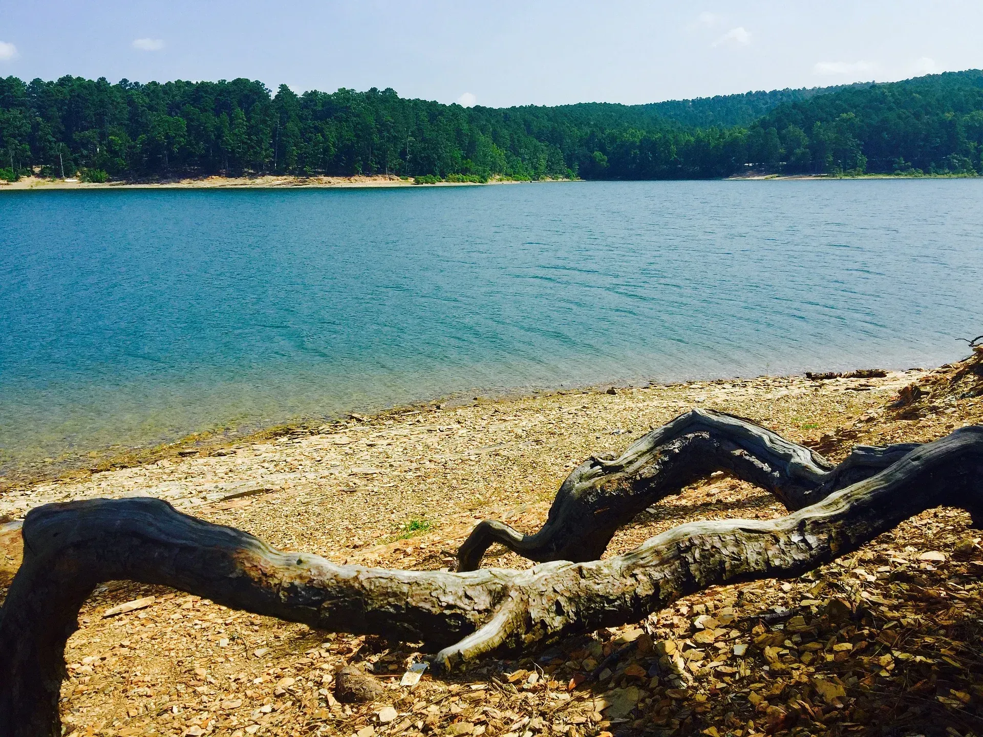 A tree branch is laying on the shore of a lake