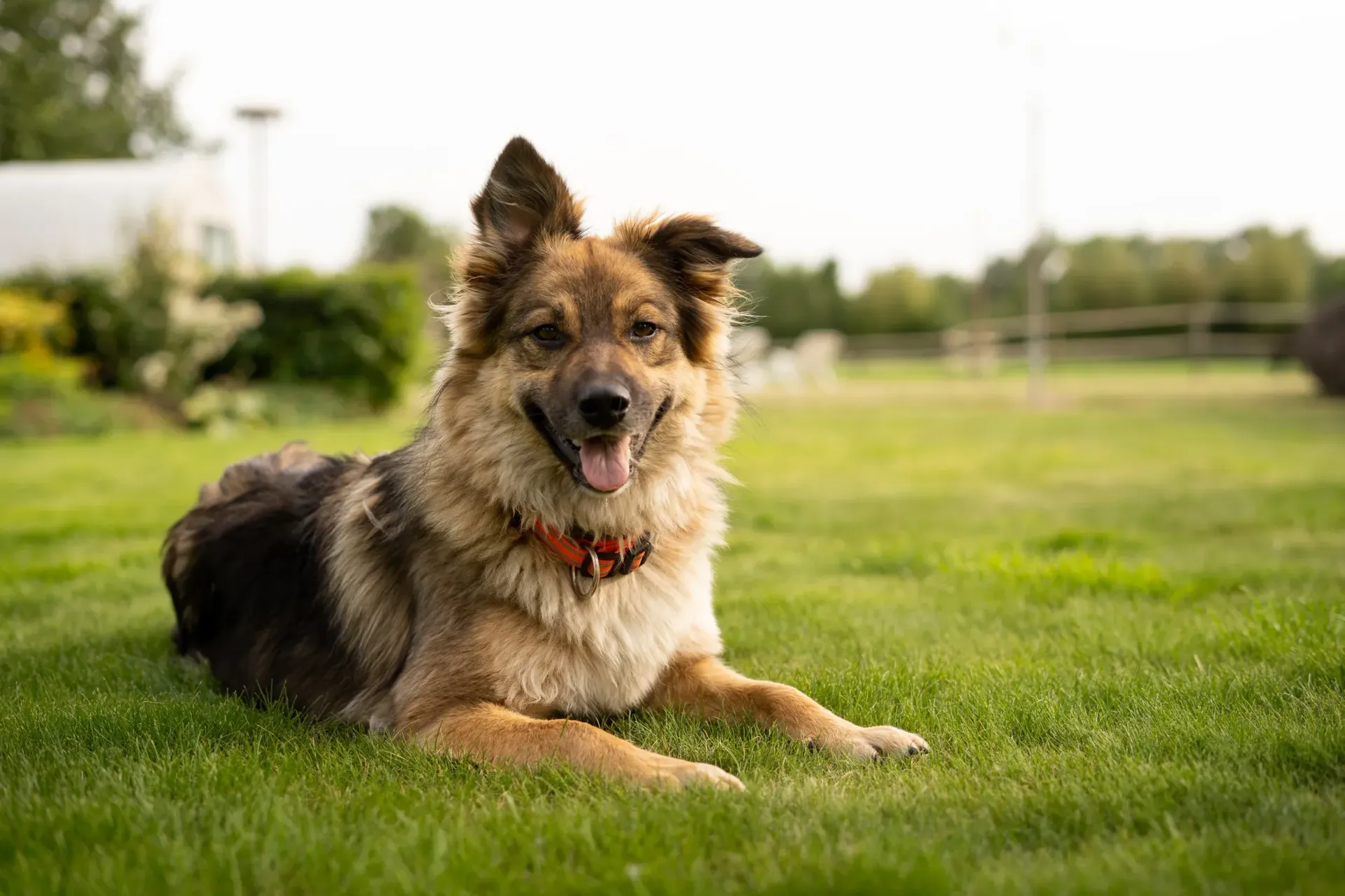 A german shepherd dog is laying in the grass.