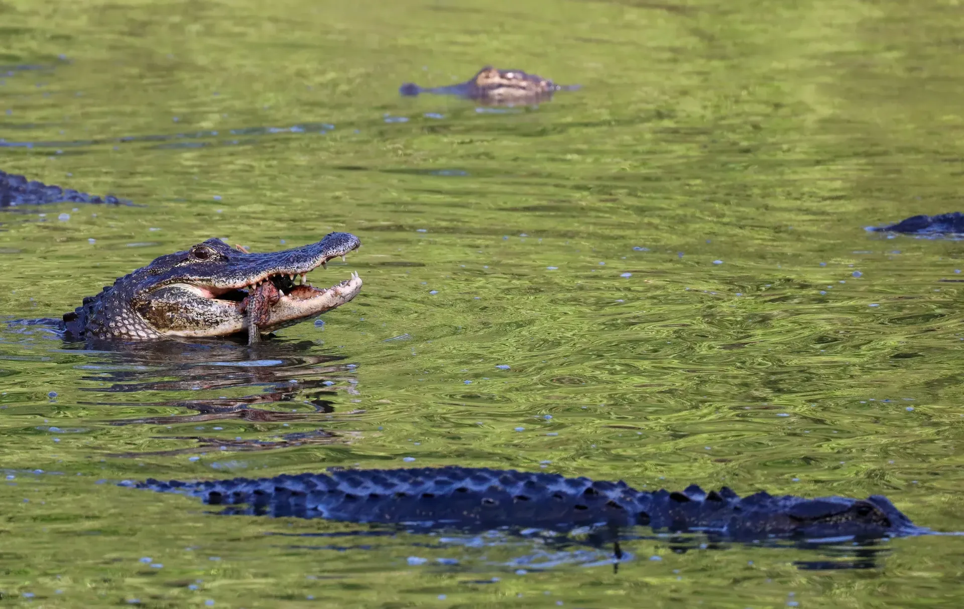 A group of alligators are swimming in a pond.